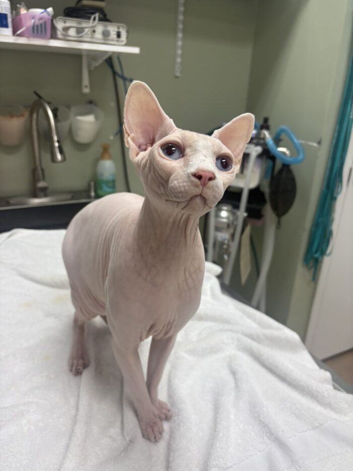 a hairless cat with blue eyes