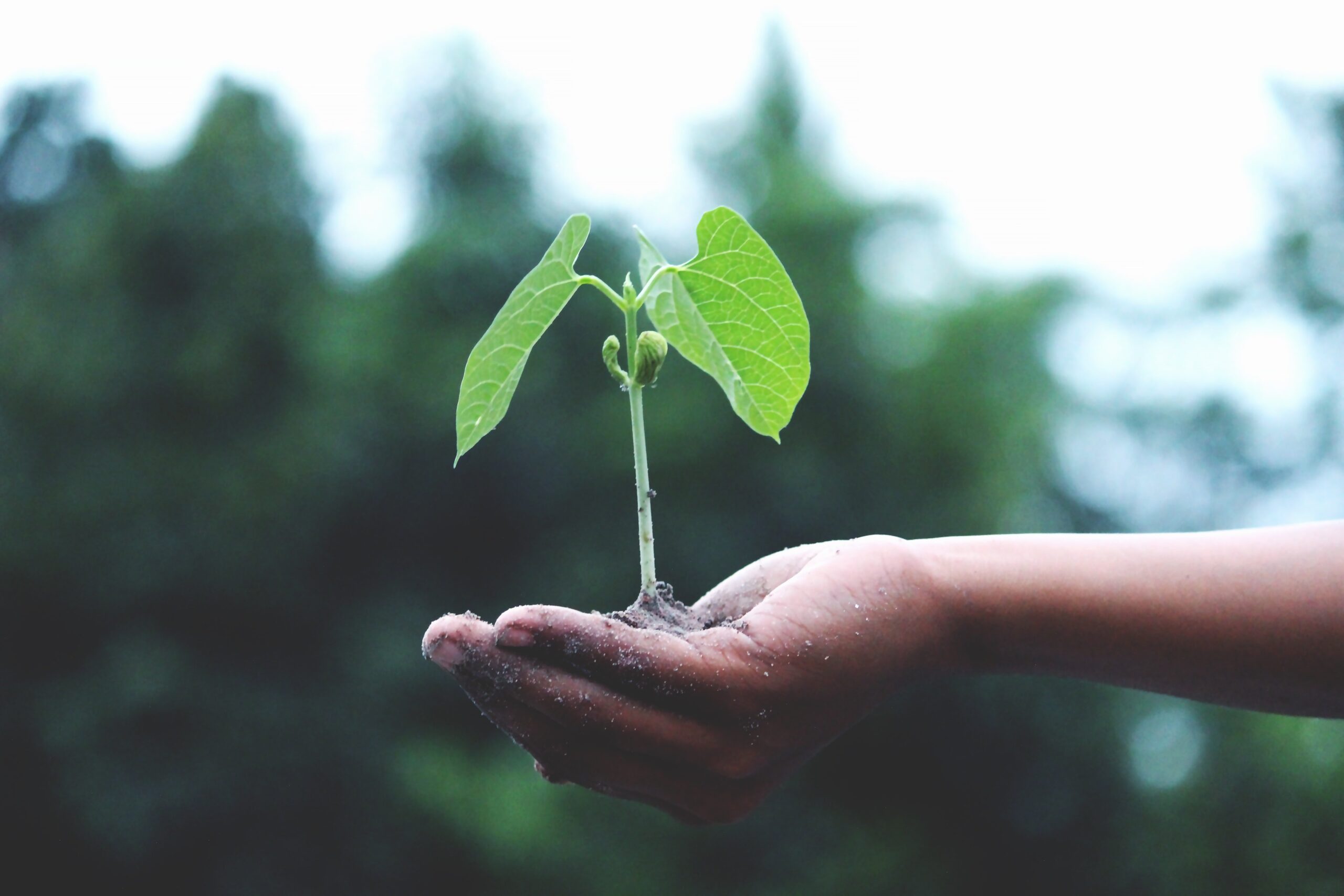 Growth Driven Design Process | Inbound Strategy | THAT Agency